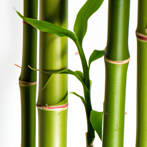 wie hoch darf bambus an der grenze wachsen